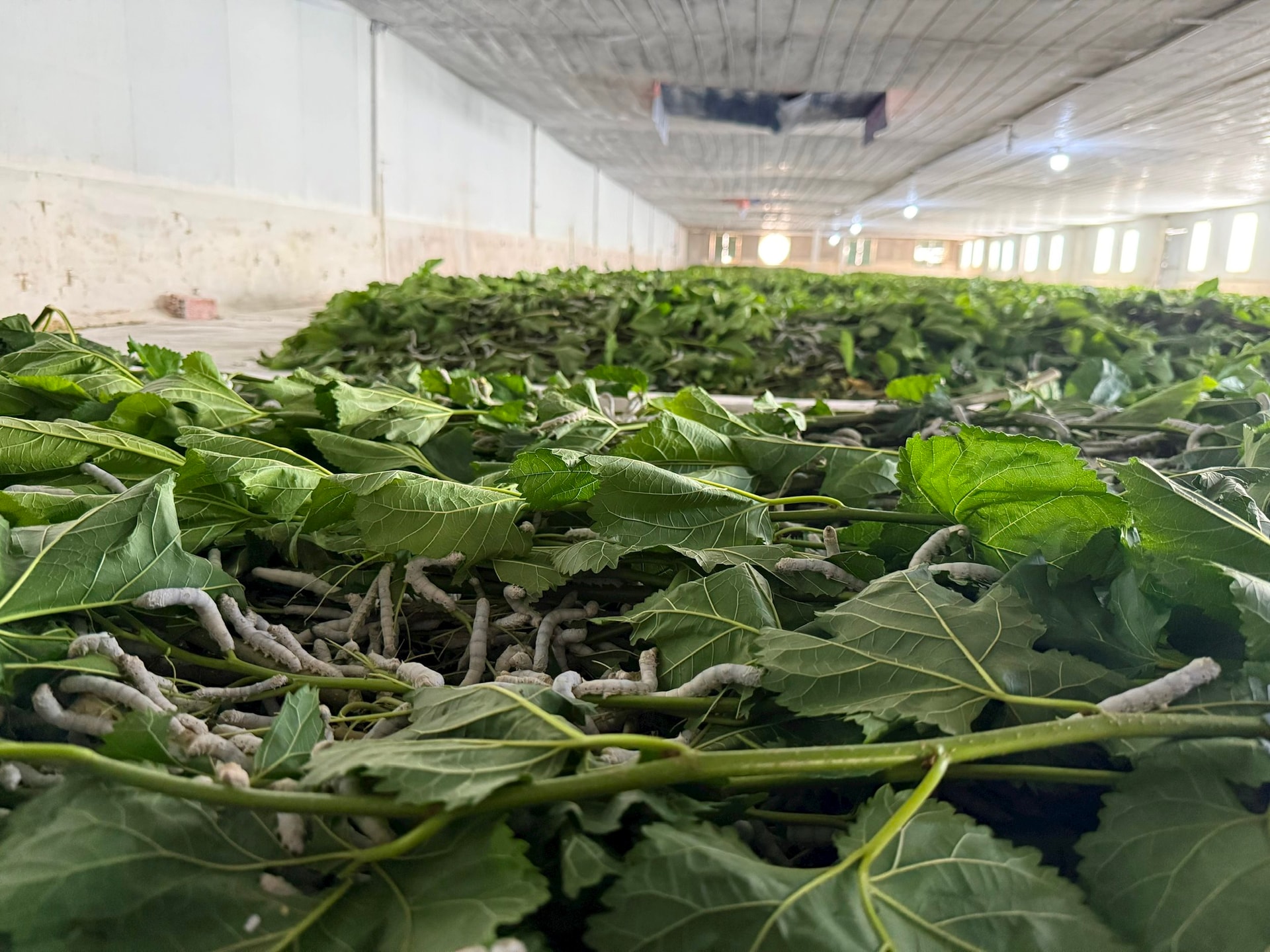 Cận cảnh bầu Đức nuôi tằm ươm tơ: Nương dâu 2.000 ha trên cao nguyên Bolaven và công thức 70 USD ‘ngon hơn tất cả các loại cây’- Ảnh 3. Cận cảnh bầu Đức nuôi tằm ươm tơ: Nương dâu 2.000 ha trên cao nguyên Bolaven và công thức 70 USD ‘ngon hơn tất cả các loại cây’- Ảnh 3.