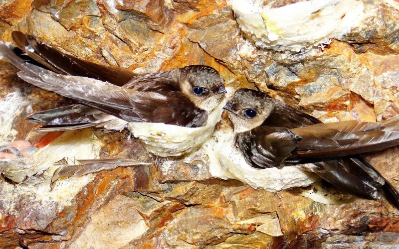 Nghề nuôi yến tại Chư Sê: Cần lưu ý gì để đạt hiệu quả cao trong mùa khô 2026? - Chư Sê 24h Nghề nuôi yến tại Chư Sê: Cần lưu ý gì để đạt hiệu quả cao trong mùa khô 2026?