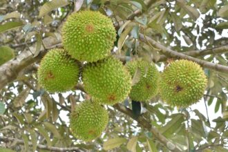 Top 5 giống cây ăn trái triển vọng cho nông dân Chư Sê - Chư Sê 24h