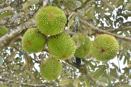 Top 5 giống cây ăn trái triển vọng cho nông dân Chư Sê - Chư Sê 24h