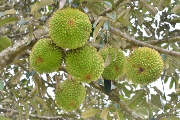 Top 5 giống cây ăn trái triển vọng cho nông dân Chư Sê - Chư Sê 24h