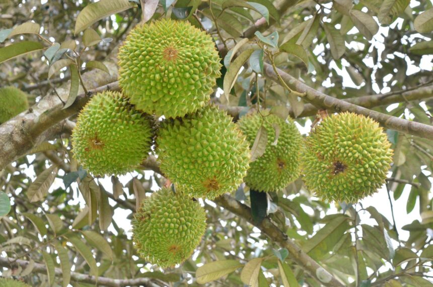 Top 5 giống cây ăn trái triển vọng cho nông dân Chư Sê - Chư Sê 24h