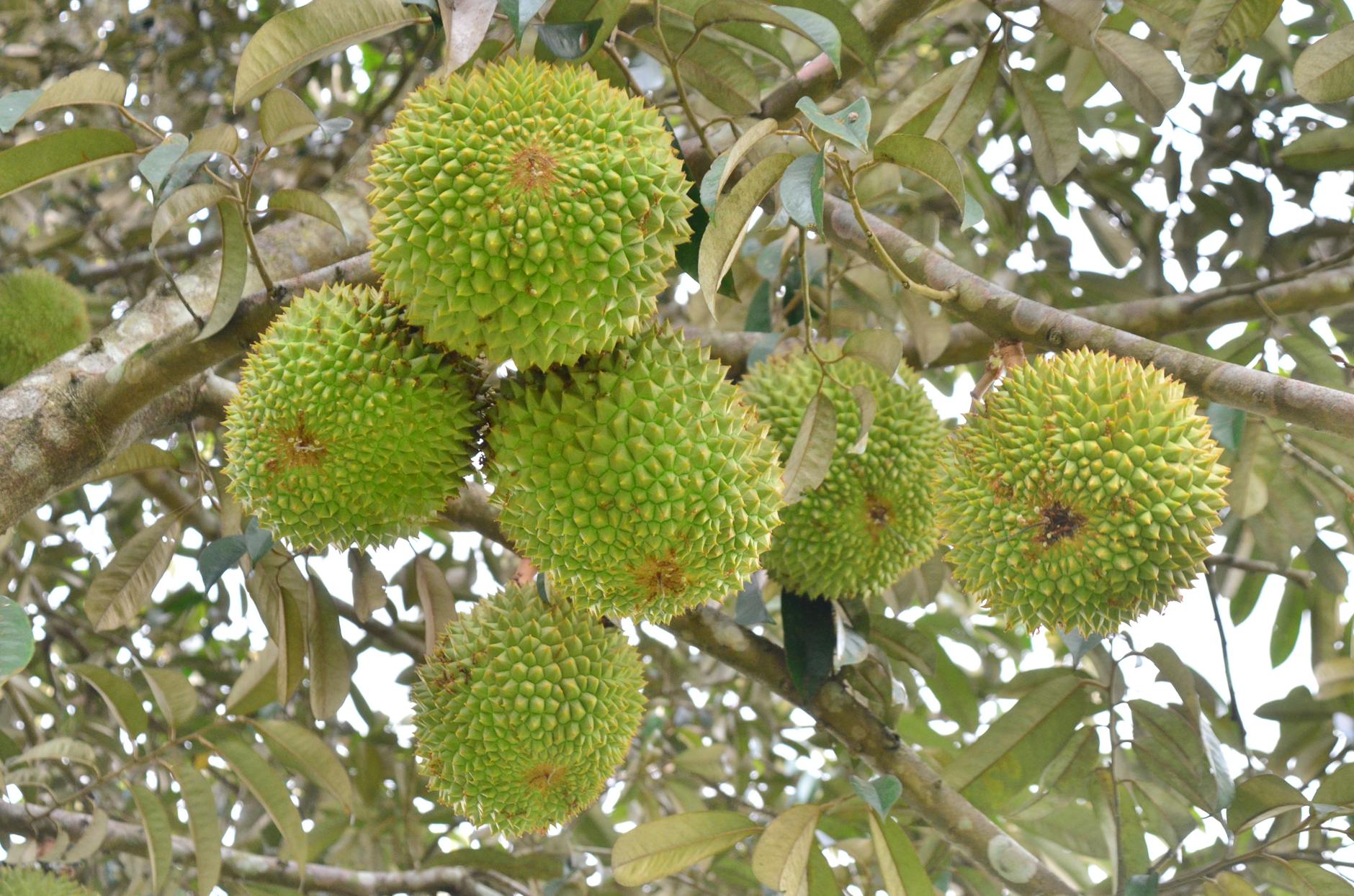 Top 5 giống cây ăn trái triển vọng cho nông dân Chư Sê - Chư Sê 24h