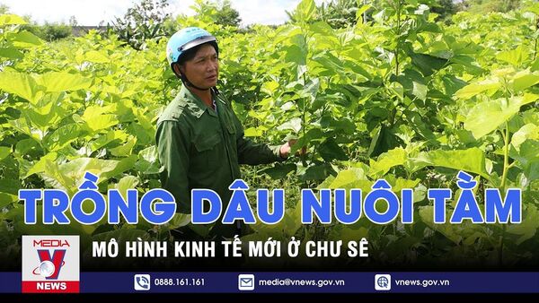 Trồng dâu nuôi tằm – Mô hình kinh tế mới ở Chư Sê