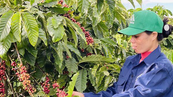 Bảo hộ chỉ dẫn địa lý: “Chìa khóa vàng” để quảng bá sản phẩm