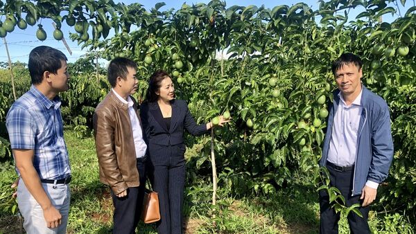 Hiệu quả mô hình quản lý dịch hại tổng hợp trên chanh leo gắn với tiêu thụ sản phẩm