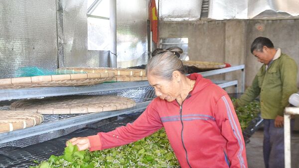 Người cao tuổi ở Gia Lai làm kinh tế giỏi