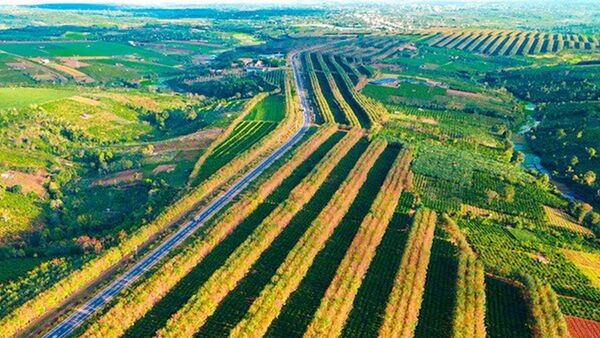 Tây Nguyên bước vào mùa đẹp nhất trong năm