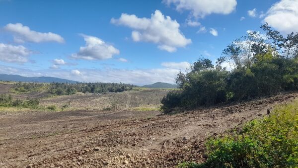 Chư Sê: Phát hiện hơn 5,5 ha rừng phòng hộ bị lấn chiếm, lấy đất trồng mía