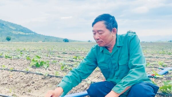 Người tiên phong đưa giống khoai lang Nhật Bản về Phú Thiện