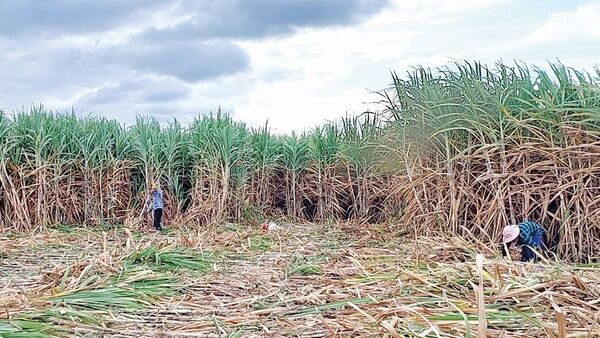 AgriS Gia Lai gắn bó với vùng nguyên liệu mía Đông Nam tỉnh
