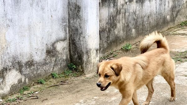 Gia Lai: Thêm 1 trẻ tử vong do bệnh dại