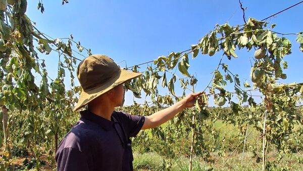 Chư Sê: Kẻ xấu chặt phá gần 500 cây cà phê và chanh dây sau một đêm