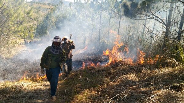 Tiếp tục tăng cường công tác quản lý, bảo vệ rừng, phòng cháy chữa cháy rừng