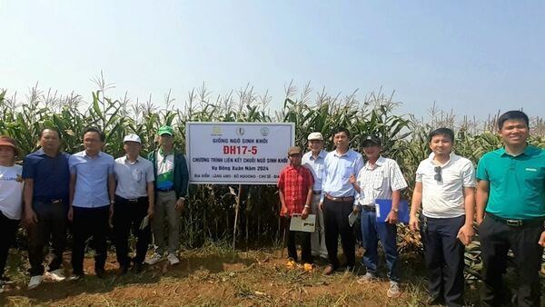Trồng ngô sinh khối giống ĐH 17-5, thu lãi 30 triệu đồng/ha