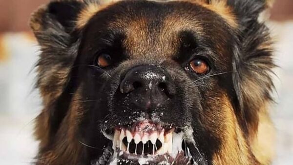 Bệnh dại gia tăng đột biến