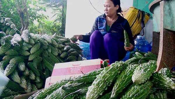 Chỉ 3 tháng trồng mướp đắng ngắt, thu lợi nhuận hơn 100 triệu