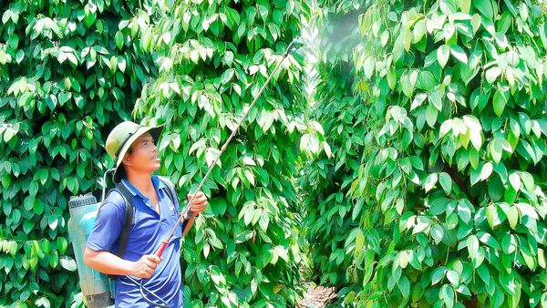 Chư Sê phát triển hồ tiêu theo hướng bền vững