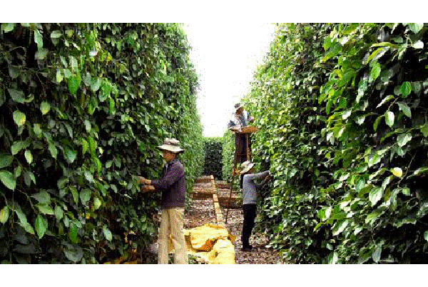 Chư Sê lại thấp thỏm trước giá tiêu mùa mới