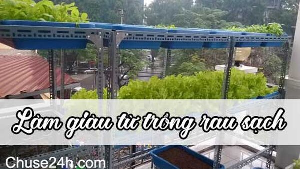 9x làm giàu từ thùng xốp trồng rau