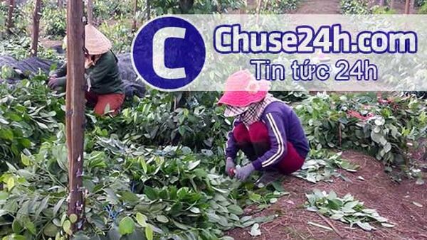 Cảnh giác giống hồ tiêu kém chất lượng