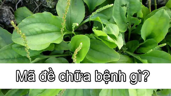 Mã đề chữa bệnh gì?