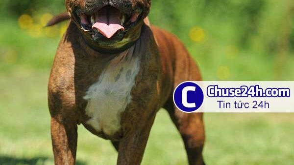 Bé gái 6 tuổi nguy kịch vì bị chó cắn liên tiếp vào mặt