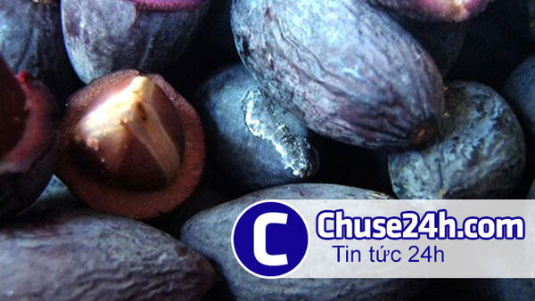 Trồng trám đen trong rừng, làm chơi thu trăm triệu