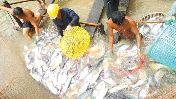 Ẩn họa sau việc cá tra, chanh dây 'sốt giá' bất thường