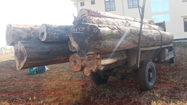 Bắt giữ 5m3 gỗ trái phép cạnh lâm phần Ban quản lí rừng phòng hộ