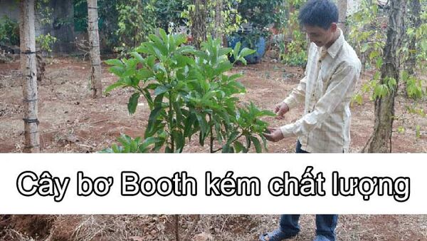 Cây bơ Booth kém chất lượng