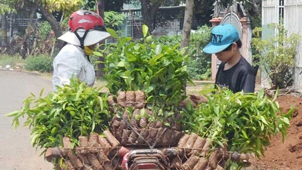 Trước mùa trồng cây giống mới