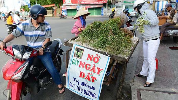 Cây nở ngày đất trị bệnh gút, tiểu đường?