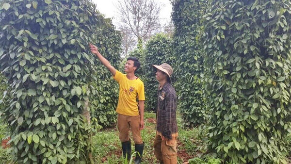 Chặt bỏ cao su, chạy theo 'giấc mơ tỷ phú'... vẫn chỉ là giấc mơ!