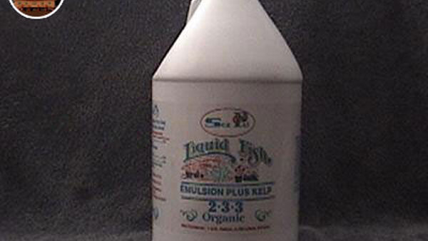 Tự sản xuất phân cá giá thành rẻ