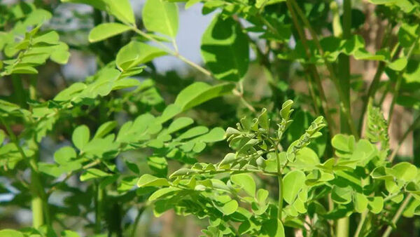 Kỹ thuật gieo ươm và chăm sóc cây Chùm ngây