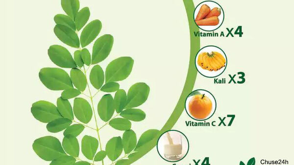 Cây Chùm ngây và tác dụng cây chùm ngây