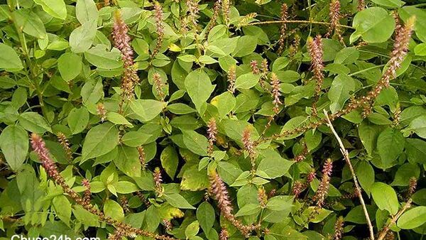 Tác dụng cây cỏ xước lưu thông huyết