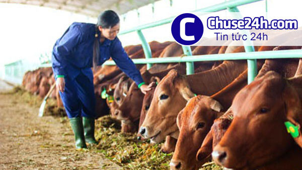 Cổ phiếu mới của bầu Đức lội ngược dòng tăng mạnh