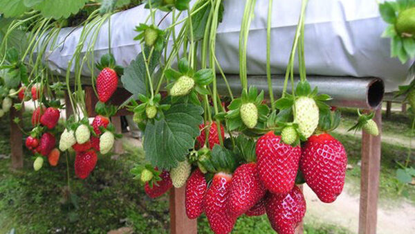 11 lý do khuyên bạn nên thường xuyên ăn dâu tây