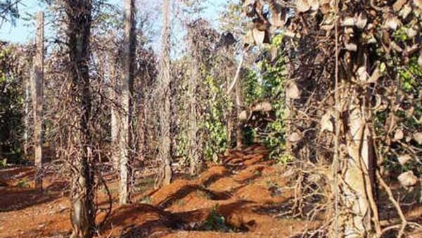 Chư Sê Xuất hiện nhiều sâu bệnh hại trên cây trồng