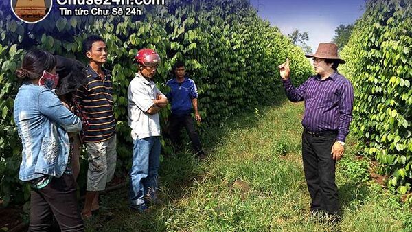 Tổ chức diễn đàn canh tác tiêu bền vững tại Chư Sê