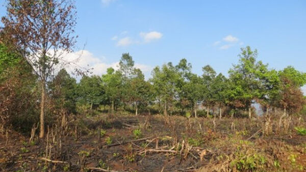 Gần 300 người tàn phá rừng gỗ sao 10 năm tuổi tại Chư Sê