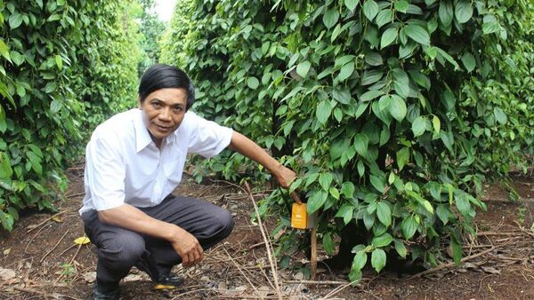 Gia Lai trình diễn giải pháp tưới tiêu bằng điều khiển bằng điện thoại