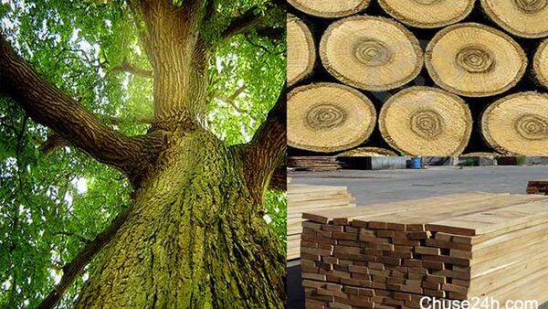 Gỗ sồi là gì ? Gỗ sồi có tốt không ?