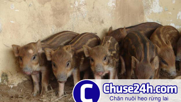 Cách nuôi heo rừng lai tận dụng thức ăn tự nhiên