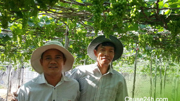 8x kiếm hàng trăm triệu từ 2 sào đất cát