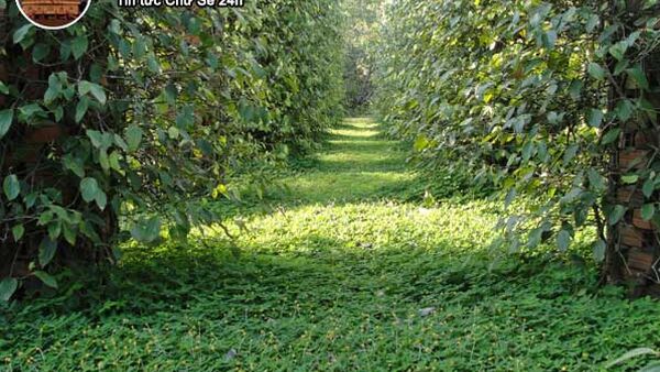 Lạc dại giúp che phủ đất