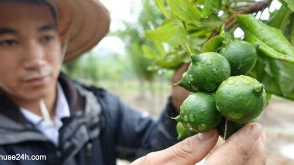 Từ 1/8, làm nông được vay đến 3 tỷ đồng, không cần tài sản bảo đảm