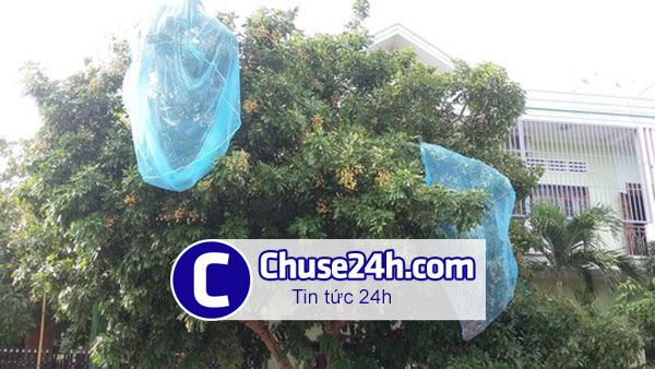 Màn chống muỗi Gia Lai dùng nuôi cá, nhốt gà